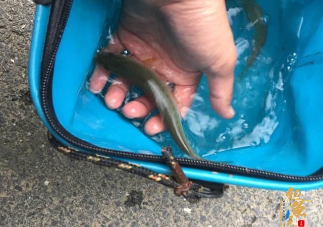 废弃取水潭这种鱼多，钓鱼最怕遇上它，拿来下酒却超赞！