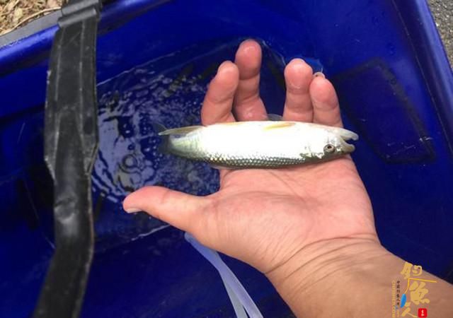 废弃取水潭这种鱼多，钓鱼最怕遇上它，拿来下酒却超赞！