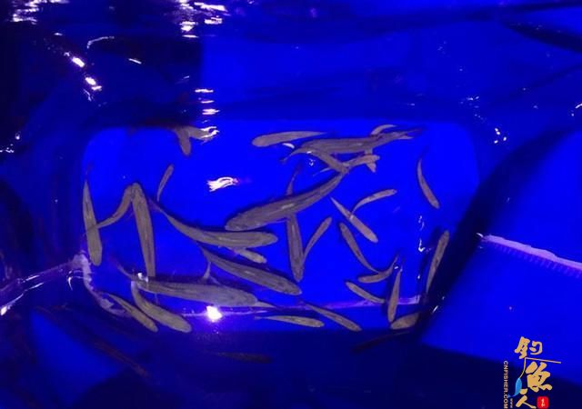 废弃取水潭这种鱼多，钓鱼最怕遇上它，拿来下酒却超赞！