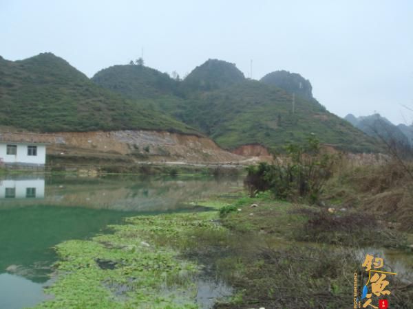 升钟湖山泉水钓鱼, 那鱼肚子里面没有黑膜