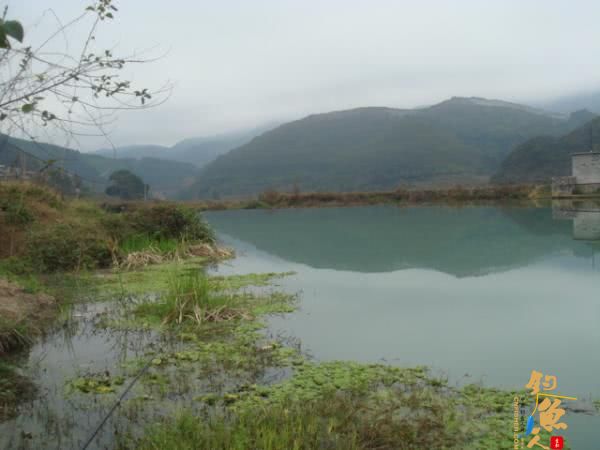 升钟湖山泉水钓鱼, 那鱼肚子里面没有黑膜