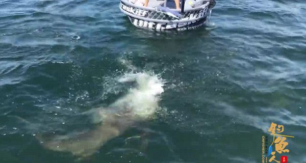 美女子钓鱼时遭鲨鱼死咬鱼线 冷静搏斗获赞