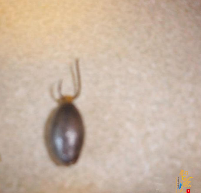 矶钓测水深防止铅坠挂底断线的小妙招