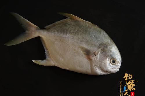 海钓鲳鱼的实用钓法技巧