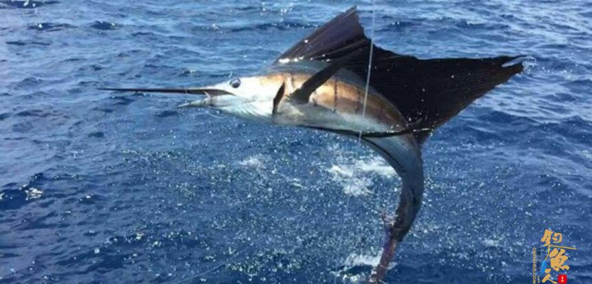 旗鱼的习性特点及拖、拉海钓旗鱼的技巧