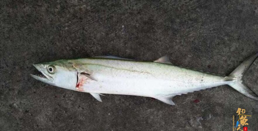 夏秋季节海钓鲅鱼的实践操作要领