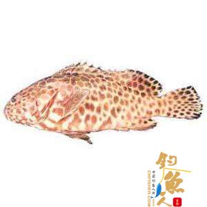 海钓石斑鱼的钓具配置和钓饵