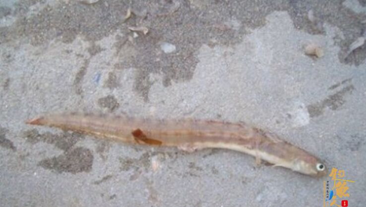 海钓常见的钓饵种类及用法介绍