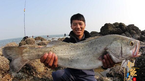 海鲈鱼的垂钓选时选点与用饵技巧