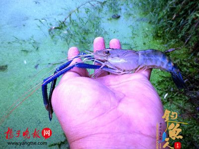 市民钓鱼意外钩上蓝色虾子，疑为基因变异所致