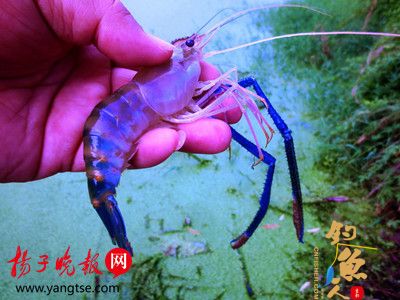 市民钓鱼意外钩上蓝色虾子,疑为基因变异所致