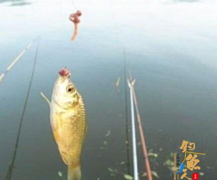 使用蚯蚓钓鱼时，钓友常犯的2种错误，将直接影响你的渔获