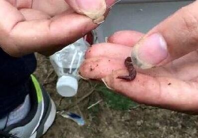 使用蚯蚓钓鱼时，钓友常犯的2种错误，将直接影响你的渔获