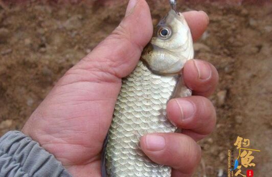 冬季钓鱼鱼不咬钩怎么办？原来老钓友都用这样的办法，钓鱼爆护