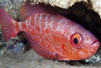 海钓中有哪些必不可少的四个技巧?