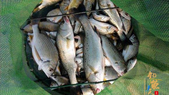 海钓鲈鱼怎么绑钓组?两种绑法图解