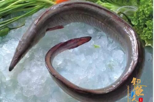 老钓鱼人浅谈海钓鳗鱼技巧