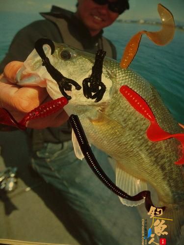 几款常用的路亚全泳层假饵介绍