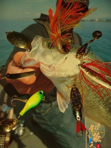 几款常用的路亚全泳层假饵介绍