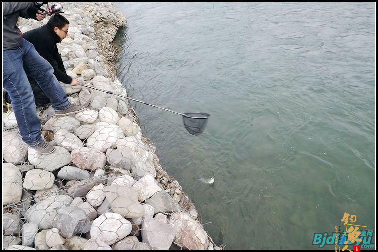 路亚新手洮河路获野生大虹鳟[西风烈野钓]
