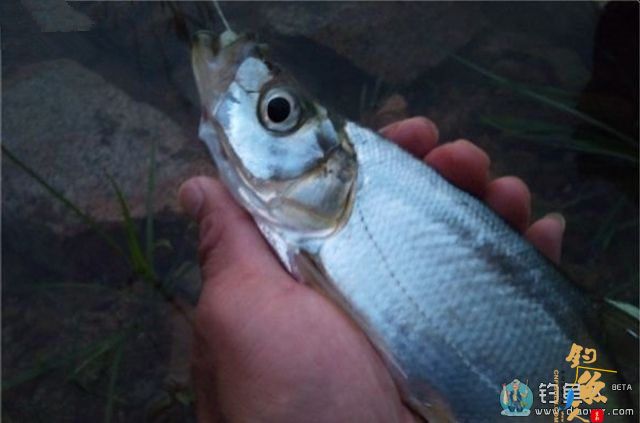 海竿串钩路亚鳜鱼和翘嘴鱼(附假虾制作方法)