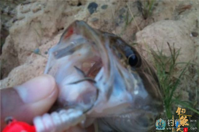 海竿串钩路亚鳜鱼和翘嘴鱼(附假虾制作方法)