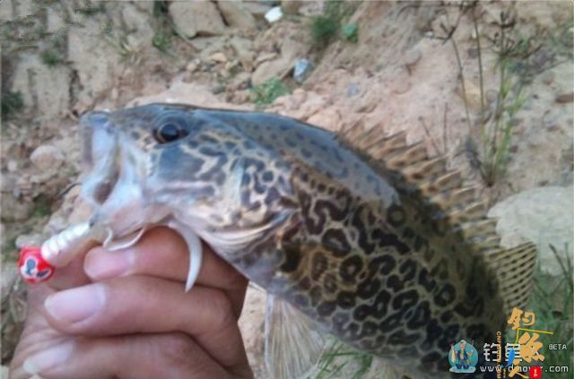 海竿串钩路亚鳜鱼和翘嘴鱼(附假虾制作方法)