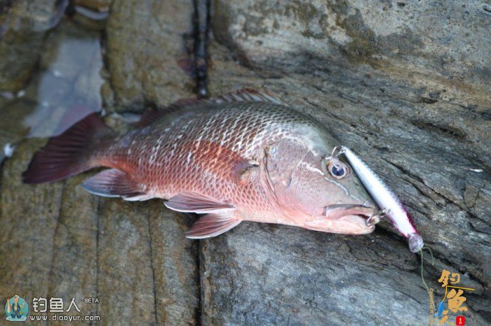 早春路亚红梢鱼的六点使用技巧