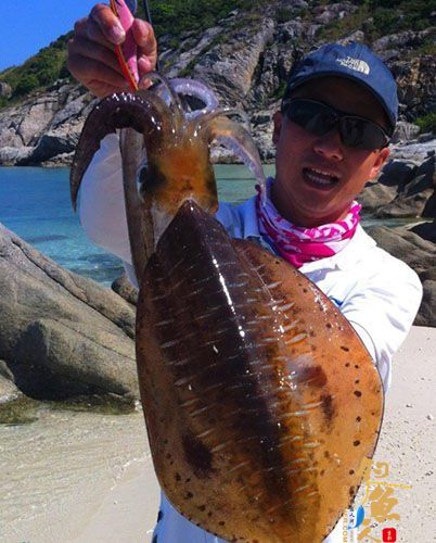 解析路亚鱿鱼和墨鱼的饵木钓法