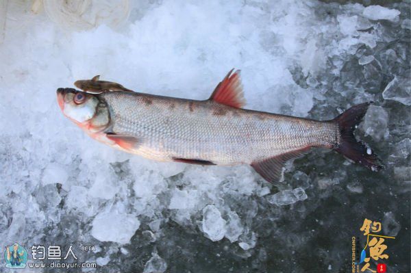翘嘴的生活习性与路亚翘嘴技巧