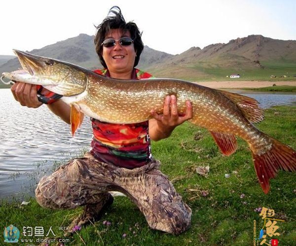 蒙古地区路亚冷水性鱼种的一些经验