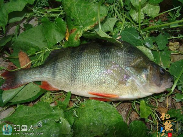 蒙古地区路亚冷水性鱼种的一些经验