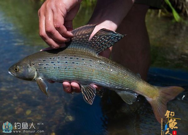 蒙古地区路亚冷水性鱼种的一些经验
