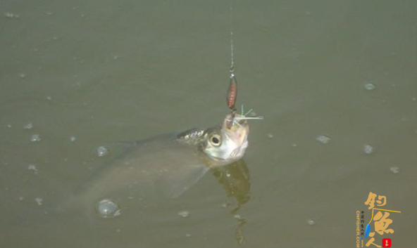 路亚翘嘴装备的选用及鱼不咬饵解决方法