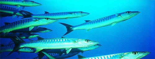 何为路亚?路亚的本质,含义,解释