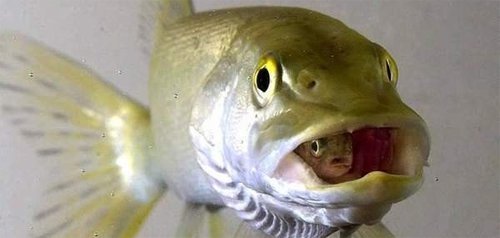 何为路亚?路亚的本质,含义,解释