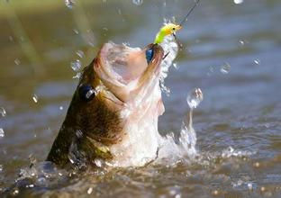 秋季路亚鲈鱼要根据鱼的觅食规律作钓