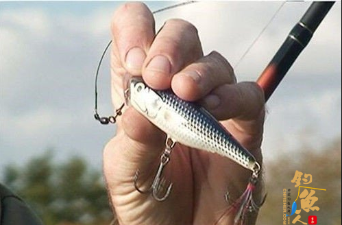 路亚钓法中硬式拟饵的种类介绍