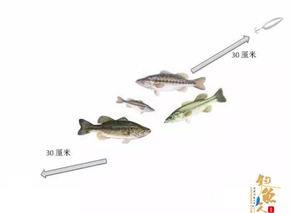 路亚鲈鱼的勺子拟饵操控技巧
