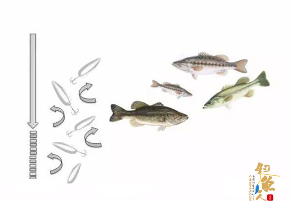 路亚鲈鱼的勺子拟饵操控技巧