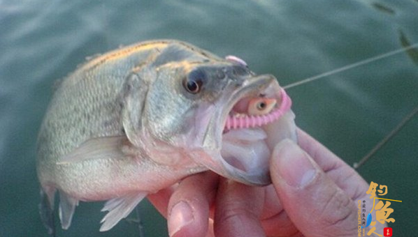 春季路亚鲈鱼的四个要点