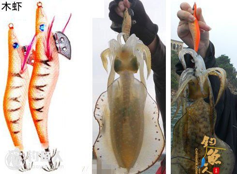 鱿鱼的习性以及路亚鱿鱼的技巧