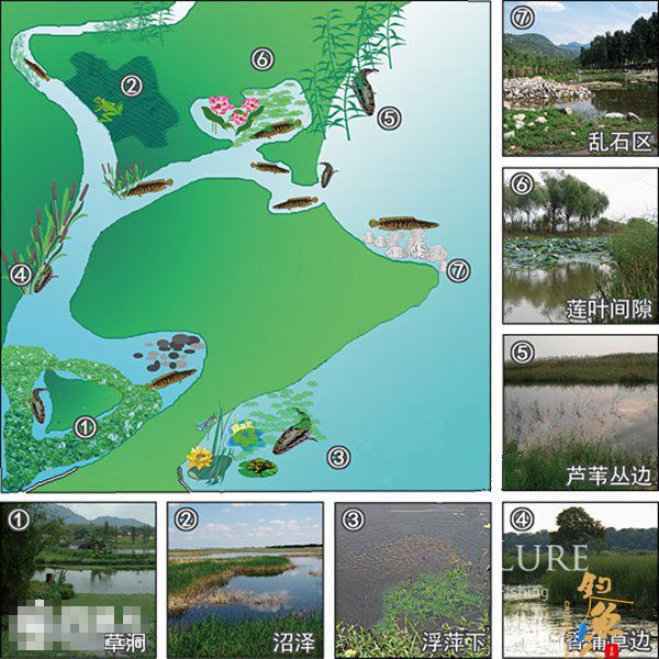 路亚黑鱼的装备、选点及雷蛙的操控技巧