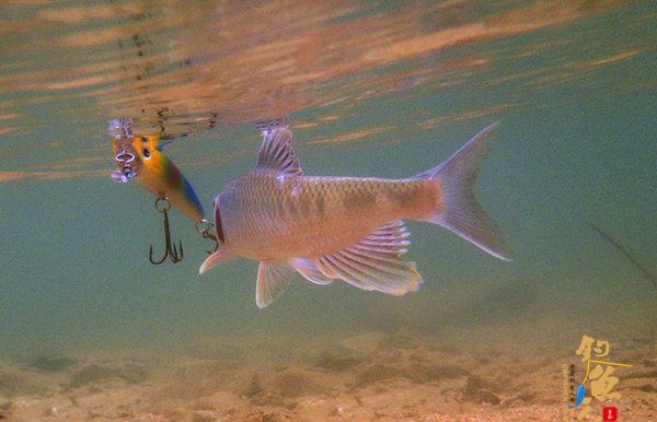 溪流路亚马口鱼的心得技巧