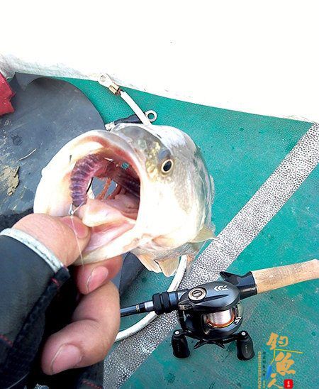 路亚曲柄钩的选择及使用见解