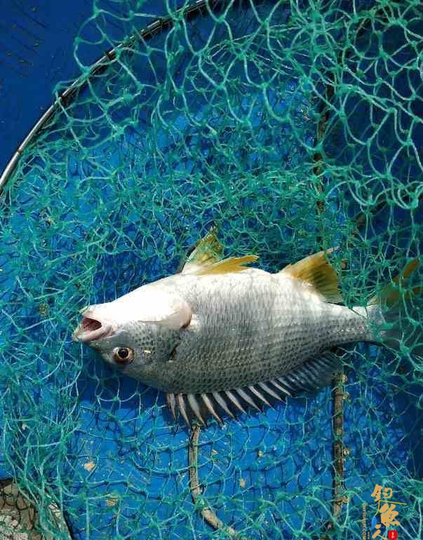 海钓作钓操作方法介绍-筏钓