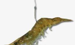 阿超海钓，影响鱼获的因素，鱼饵选择