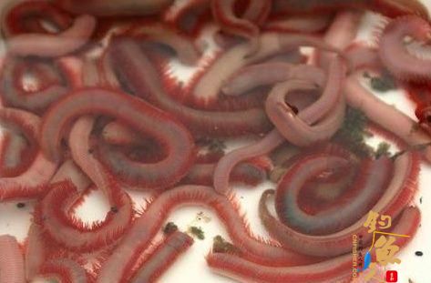 阿超海钓，影响鱼获的因素，鱼饵选择