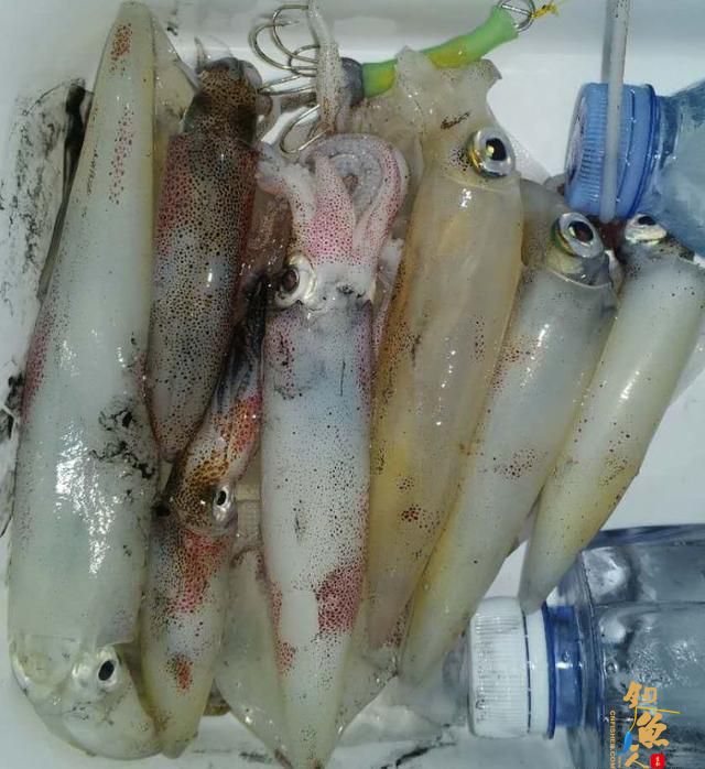 阿超海钓-吹筒及其钓法介绍