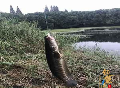 初秋天热好路亚，路亚新手应该学会这两招